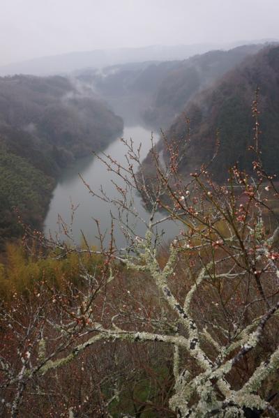 天網恢恢・・・出張のついでに梅（その２）　月ヶ瀬梅渓