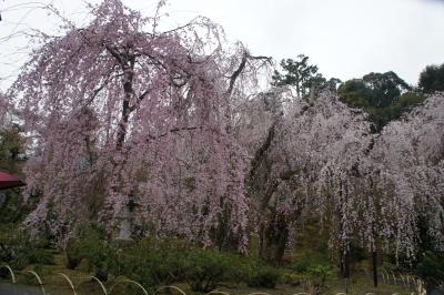 嵐山の枝垂れ桜を眺めるは残念ながら雨の中　～　2011年京都・奈良　桜の旅１