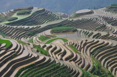 広西チワン族自治区 龍勝 RICE TERRACE