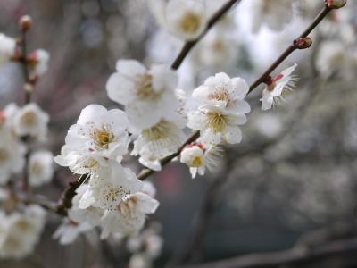 一年ぶりに梅林へ*☆*:;;;:*☆*:;;;: