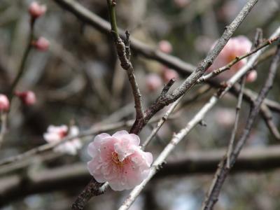 時差ぼけ調整は温泉で♪エクシブ京都八瀬離宮