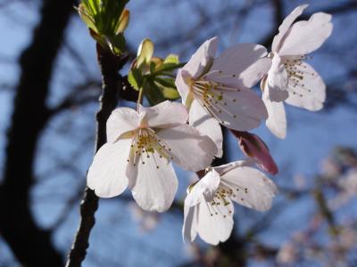 【鎌倉】　早咲きの桜　　