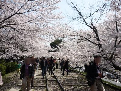 春の京都，着物で蹴上げから清水へ歩く～桜の名所インクライン～