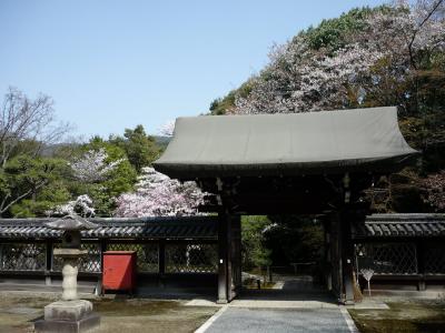 春の京都，着物で蹴上げから清水へ歩く～金地院-鶴亀の庭～