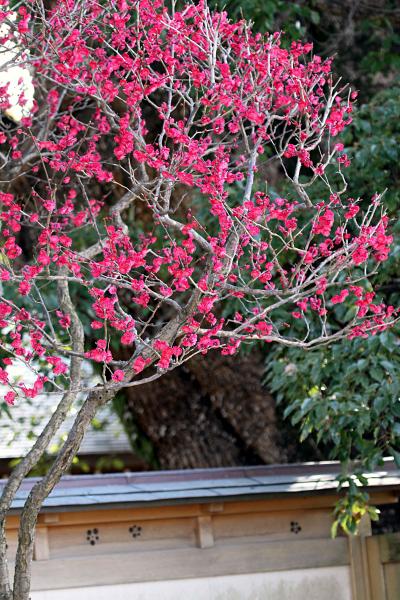 Solitary Journey ［1013］ 旅の終わりに…満開の梅の花に遭遇することができました。＜太宰府天満宮梅園＆参道＞福岡県太宰府市