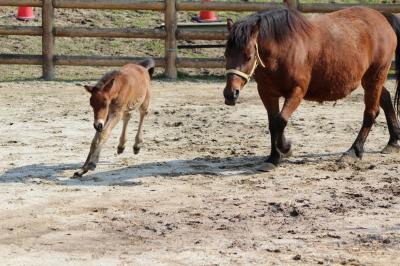 鞍が池公園へ木曽馬の赤ちゃんを見に！・・・・・・・