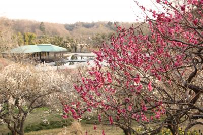 森林公園でやっと手にした春を満喫（後編）傾きつつある太陽の下で大急ぎで回った梅林