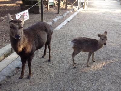 日帰り奈良観光