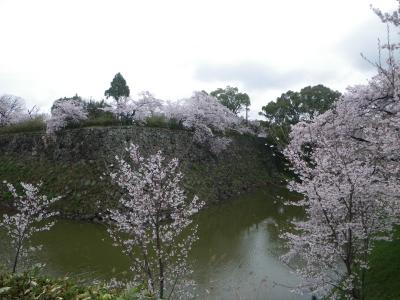 雨上がりの郡山城址　～　2011年京都・奈良　桜の旅３