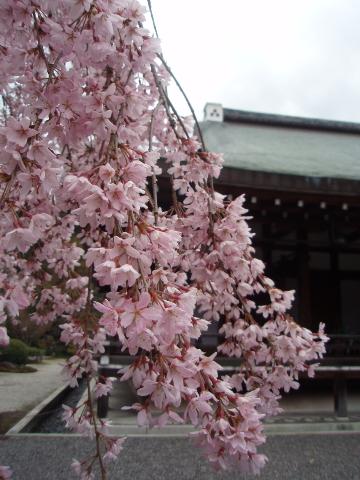 西芳寺 　苔庭としだれ桜 （京都府・京都市）