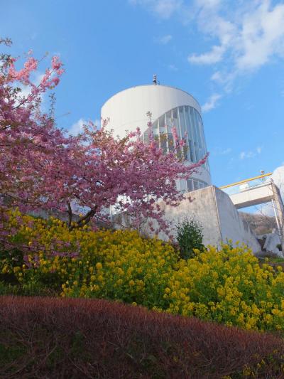 初めて“まつだ桜まつり”を見てきました