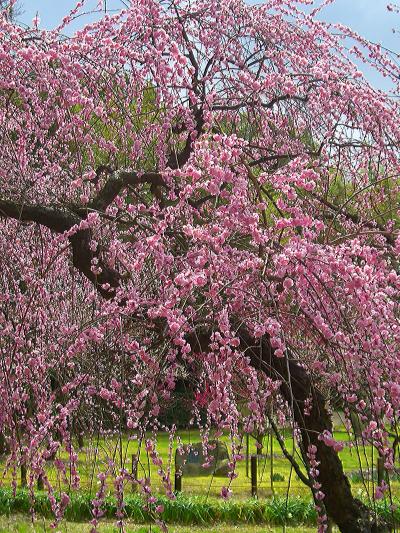 晴れの国　岡山（開花状況：梅満開の岡山後楽園）