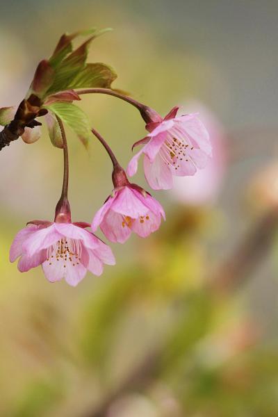 Solitary Journey ［1017］ 梅の次は！さくら♪桜で～す。早咲きの河津桜が咲き誇っていました。＜上関城山歴史公園＞山口県上関町