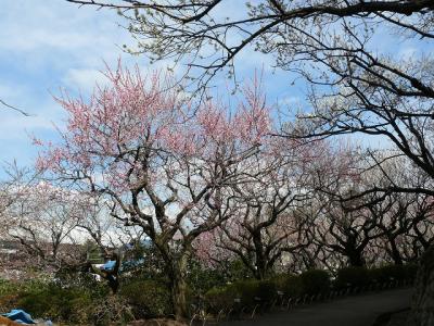 安行の花と緑の振興センターへ