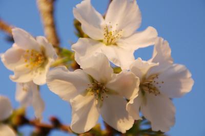 2012 桜旅 高知編 一日目