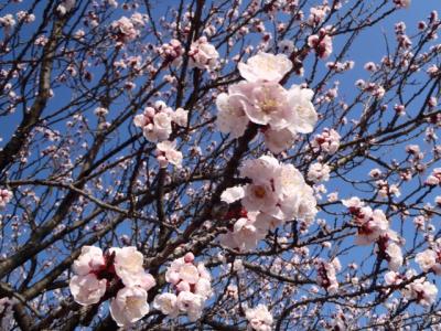 春を愛でましょ♪花さがしポタ～　豊田安城CR