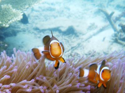 3　Singapore シンガポールやKLから週末だけでも行ける白砂のビーチ、ちっちゃい楽園♪　Pulau Rawa　ラワ島  