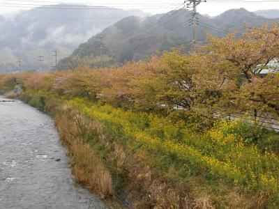 河津の葉桜見物