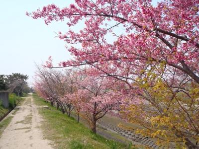 新しいCRと，一足先のお花見♪