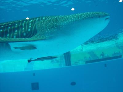 ★八景島シーパラダイス　ジンベイザメはでかかった★