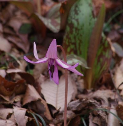 栃木県岩舟町の三毳山