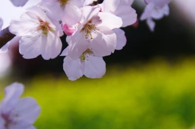 2012 桜旅 宮崎編