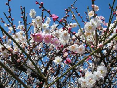 わが街からの花だより 　1