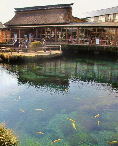 忍野八海ｂ　湧池・銚子池・御釜池など巡り　☆清水に棲む魚もいて