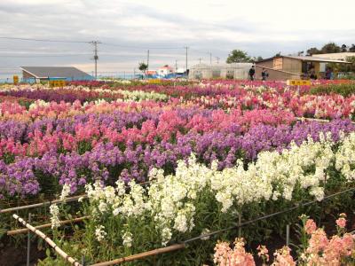春の房総一人花旅