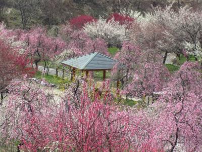 子どもと一緒に歩く、暖かな春の陽射しの中でのいなべ市農業公園の梅林