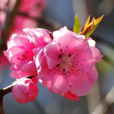 国府の松原に行った帰り梅の花が咲いていたので撮影しました。