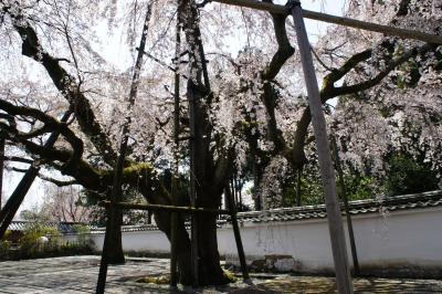 土牛の桜を探しに醍醐寺へ　～　2011年京都・奈良　桜の旅５