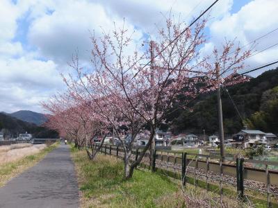 南伊豆へ③・静岡県で最初にソメイヨシノが満開になったお吉ヶ渕へ