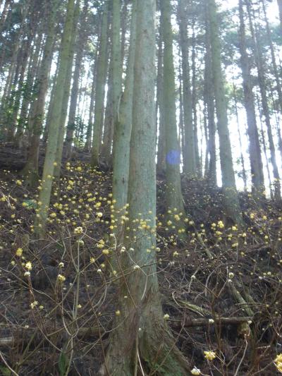 鈴鹿に春が　ミツマタの花咲く野登山から野登寺へ