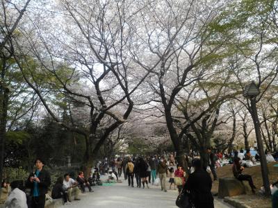 東京２０１１桜　【３】飛鳥山公園