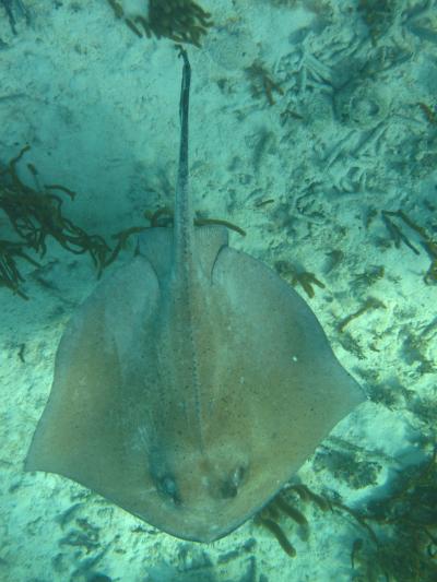 2010年12月　ベリーズ(サンイグナシオ・サンペドロ)