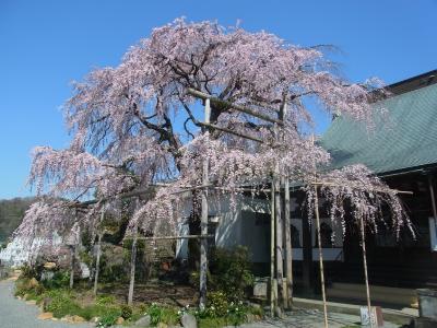 2012桜日記 第3弾 さわやかウォーキング 伊豆の国市 大仁 龍厳院の枝垂れ桜 