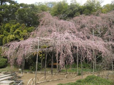 2012年春～岡山の桜　「曹源寺」と「妙林寺」　ランチは和カフェ花かまくら