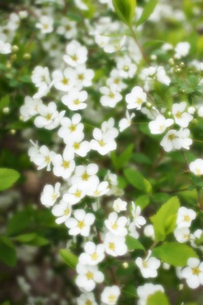 鶴舞公園の桜と四季の花、花展にて花を親しみましょう♪