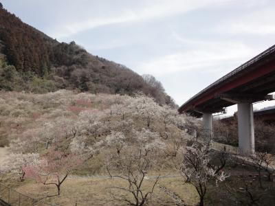 【予告編】目指せ、国内3000m級22峰踏破！　＜その２＞高尾山～木下沢梅林～景信山～美女谷温泉