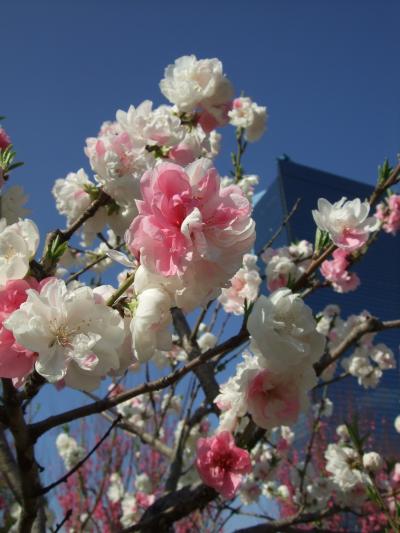 ･*。2012大阪・桜の開花状況。*･【大阪城公園（桜・桃園）】の見頃はいつ？★ご近所桜日記で満開予想