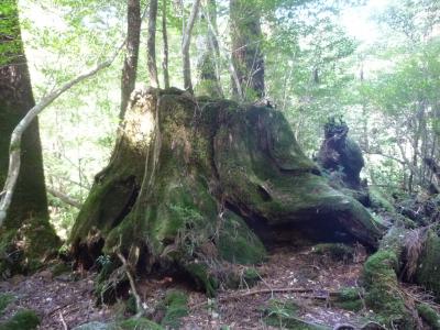 週末に屋久島で「もののけ姫の森」を訪れる旅(1)1日目はヤクスギランドと滝を堪能