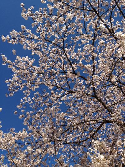 2012年春～のんびり村の桜と桃～下田市蓮台寺