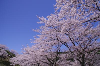 2012 桜旅 鹿児島編