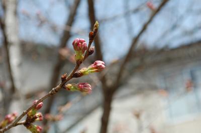 銀閣寺と哲学の道へ。桜の開花はもう少しです。