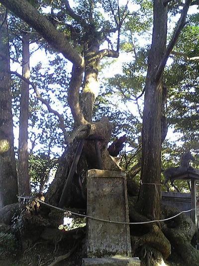 天然記念物の樹齢約２千年の大楠がある大宮神社