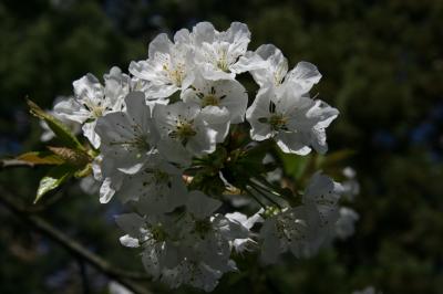 ソー公園の桜はあと少し！/ Parc de Sceaux, France