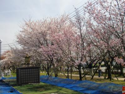 やまが桜園で桜の種類探し