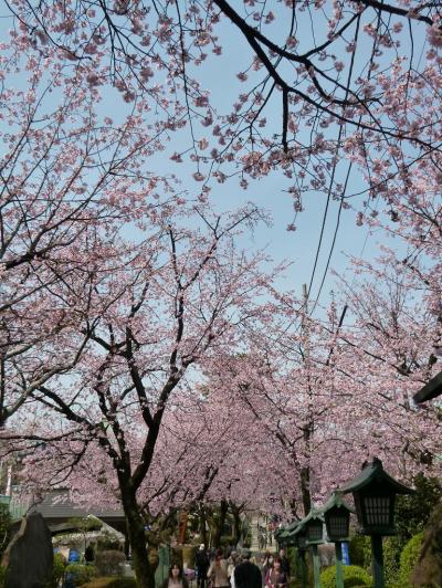 2012/04/02 密蔵院の安行桜