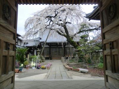 犬山祭り２０１２と桜